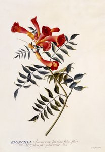 ビグノニアアメリカーナ、1743年頃（手塗りの彫刻）