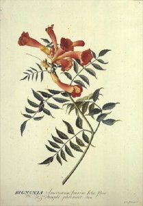 Bignonia americana, 水彩画 作： Georg Dionysius Ehret