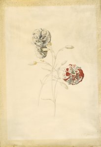 カーネーション