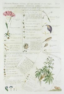 1748年から59年にかけて出版された『Plantae et Papiliones Rariores』より、花のキャラクター（手彩色プリント） 作： ゲオルグ・ディオニシウス・エーレット