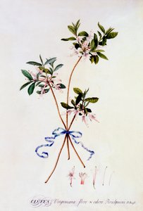 Cistus Virginiana、1743年頃の手彩色のエングレービング。 作： "Georg Dionysius Ehret