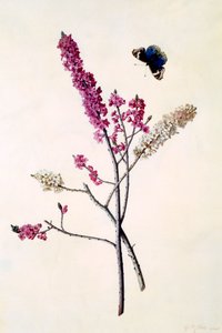 蝶を抱くダフネ・メゼリウム、1740年頃の手彩色の彫刻。 作： "Georg Dionysius Ehret