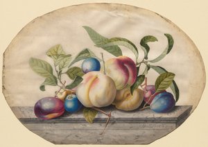 フルーツ アレンジメント: 大理石のスラブに桃とプラム 作： Georg Dionysius Ehret