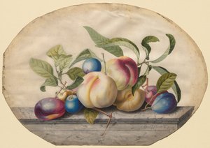 果物の配置：大理石のスラブ上の桃と鉛、1742年。 作： Georg Dionysius Ehret