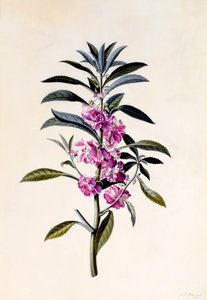 ガーデン・バルサム Impatiens Balsamina、1746年頃の手彩色の彫刻。 作： "Georg Dionysius Ehret