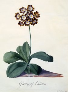 グローリー・オブ・チルトン 1745年頃の手彩色の彫刻。 作： "Georg Dionysius Ehret