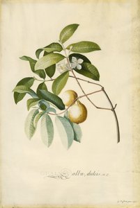 グアバ 作： Georg Dionysius Ehret