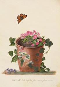 肝トリフォリア（Nobilis）、1745（ヴェラムのガッシュ） 作： ゲオルグ・ディオニシウス・エーレット