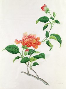 ハイビスカス 作： ゲオルグ・ディオニシウス・エーレット