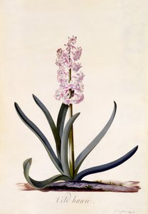 ヒヤシンス &39;Veld Haan&39;、1744年頃（手彩色の彫刻） 作： ゲオルグ・ディオニシウス・エーレット