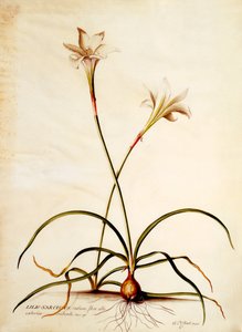 リリオナルキッソス、1745年頃（手描きの彫刻）
