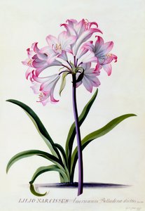 リリオ・ナルキッソス 1744年頃の手彩色のエングレーヴィング 作： "Georg Dionysius Ehret