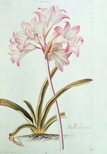 Lily：Trew&39;s garden Nitidissumus 1、1750からのLily belladonna（pl.12）