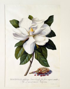 マグノリア・グランディフローラ、1743年頃、手彩色のエングレーヴィング。 作： "Georg Dionysius Ehret