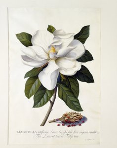 マグノリアグランディフローラ、1743年頃（手描きの彫刻）