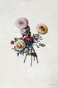 混合ラナンキュラ、1743年頃（手描きの彫刻） 作： ゲオルグ・ディオニシウス・エーレット