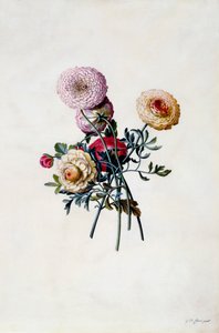 混成ラナンキュラス、1743年頃の手彩色の彫刻。 作： "Georg Dionysius Ehret