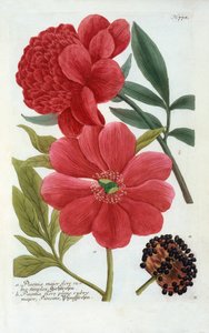 パエオニア、手彩色のエングレービング。 作： "Georg Dionysius Ehret