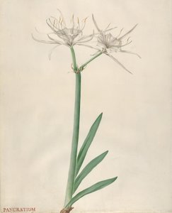 パンクラティウム、1738-70。 作： ゲオルグ・ディオニシウス・エーレット