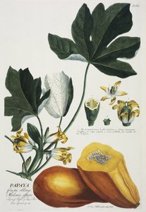 パパイヤ 作： Georg Dionysius Ehret