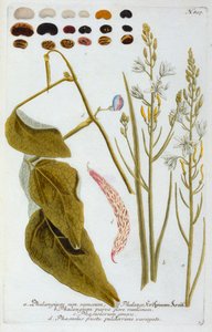 ファランギウム、1737年の手彩色のエングレーヴィング。 作： "Georg Dionysius Ehret