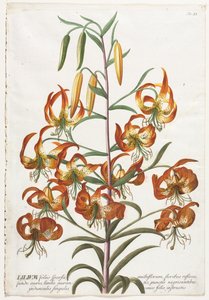 植物を選択：いいえ。 11-リリー。 作： ゲオルグ・ディオニシウス・エーレット