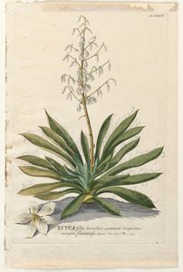 植物を選択：いいえ。 37-ユッカ。 作： ゲオルグ・ディオニシウス・エーレット