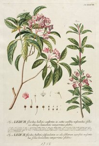 植物を選択：いいえ。 38。 作： ゲオルグ・ディオニシウス・エーレット