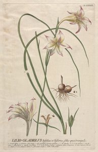 植物を選択：いいえ。 39-ユリ-グラジオラス。 作： ゲオルグ・ディオニシウス・エーレット