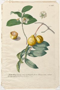 植物を選択：いいえ。 43-グアイアバ。 作： Georg Dionysius Ehret