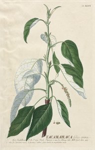植物を選択：いいえ。 46-タカマハカ。