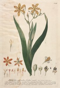 植物を選択：いいえ。 52-イクシア。 作： ゲオルグ・ディオニシウス・エーレット
