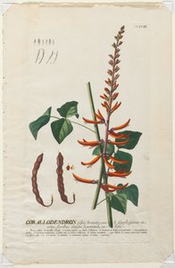 植物を選択：いいえ。 58-コラロデンドロン。 作： Georg Dionysius Ehret