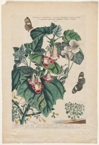珍しい植物や蝶：マーティン、1748。
