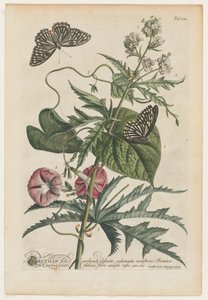 珍しい植物や蝶7、1748。