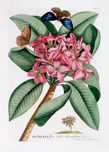 プルメリア、1749年頃、手彩色のエングレービング。 作： "Georg Dionysius Ehret