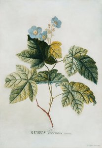 ルバス、1744