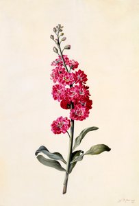 ストック・マティオラ・インカナ、c。 1746年の手彩色彫刻。 作： "Georg Dionysius Ehret
