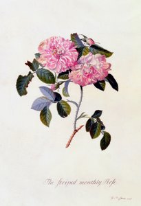 縞模様の月見草、1745年頃、手彩色のエングレービング。 作： "Georg Dionysius Ehret