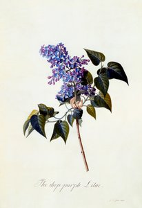 深い紫色のライラック。 作： "Georg Dionysius Ehret