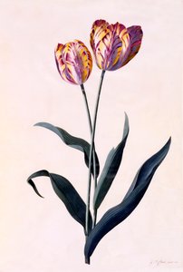 チューリップ、1744年頃の手彩色のエングレービング。 作： "Georg Dionysius Ehret