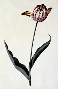 チューリップ、1745年頃の手彩色のエングレービング。 作： "Georg Dionysius Ehret