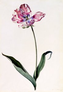 チューリップ、c。 1745年の手彩色彫刻。 作： "Georg Dionysius Ehret