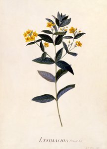 黄色のオカトラノオ、1760年頃（手描きの彫刻）