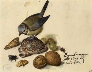 シジュウカラ、貝殻、果物、昆虫のある静物、1629年。 作： Georg Flegel