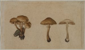 きのこ 作： Georg Wilhelm Baurenfeind