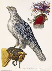 鷹狩り、プレート3、「Nature delights：Select」、1771年 作： Georg Wolfgang Knorr