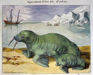 極地の動物であるセイウチを表現したもの。1590年アムステルダム、ブラウン＆ホーゲンベルグのアトラスからのエングレーヴィング 作： Georg Braun and Hogenberg Franz