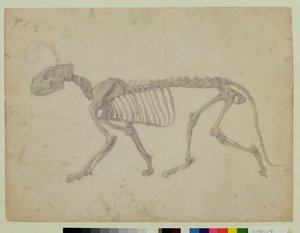 虎の骨格の側面図 人体の構造と