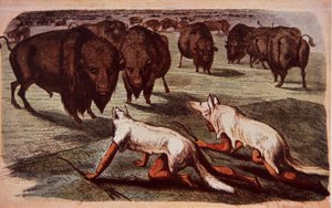 狼の皮をかぶって草を食むバッファローに忍び寄る北米平原インディアン（1840年頃）（カラーリトグラフ